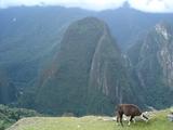 [Photo of llama]