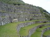 [Photo of llamas]