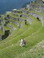 [Photo of llamas]