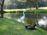 [Photo of egret]