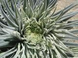 [Photo of flora]