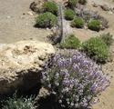 [Photo of flora]