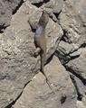 [Photo of a Canary Island lizard]