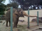 [Photo of elephant]