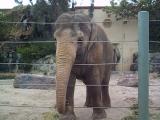 [Photo of elephant]