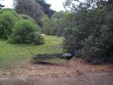 [Photo of peacock]