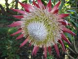 [Photo of protea]