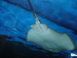 [Photo of a ray]