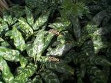 [Photo from the Butterfly Conservatory]