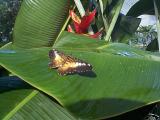 [Photo from the Butterfly Conservatory]