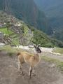 [Photo of young llama at Machu Picchu]