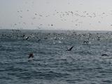 [Photo of Guanay Cormorants]