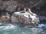 [Photo of South American Sea Lions]