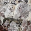 [Photo of sleeping sea lions]